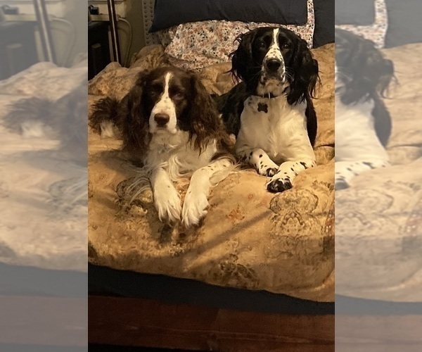 Full screen Photo #4 English Springer Spaniel Puppy For Sale in CENTER POINT, TX, USA