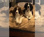 Small Photo #4 English Springer Spaniel Puppy For Sale in CENTER POINT, TX, USA