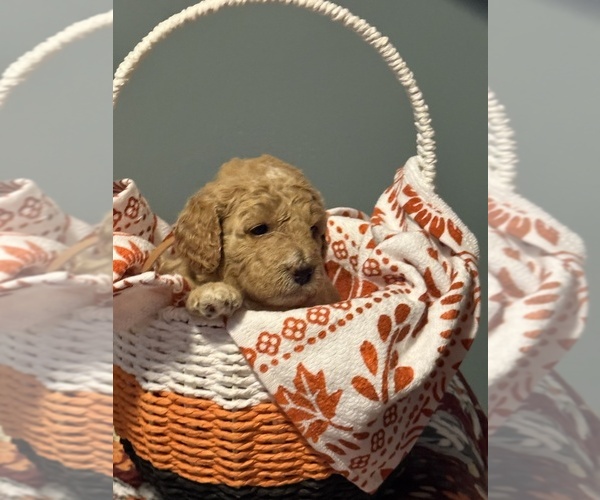 Medium Photo #12 Goldendoodle (Miniature) Puppy For Sale in CARNEGIE, PA, USA