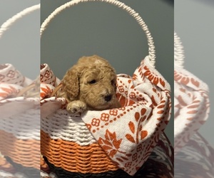 Medium Goldendoodle (Miniature)