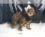 Small #4 Goldendoodle (Miniature)