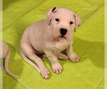 Small Photo #36 Dogo Argentino Puppy For Sale in MODESTO, CA, USA