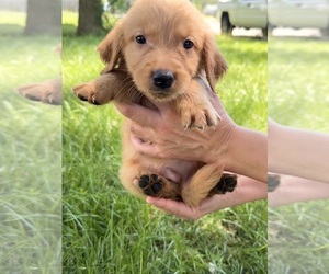 Golden Retriever Puppy for sale in MOUNT PLEASANT, IA, USA