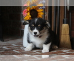 Small #2 Pembroke Welsh Corgi