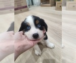 Small Photo #16 Australian Shepherd Puppy For Sale in TUSCUMBIA, AL, USA