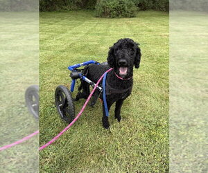 Poodle (Standard)-Unknown Mix Dogs for adoption in Shermans Dale, PA, USA