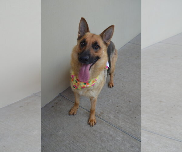 Medium Photo #3 German Shepherd Dog-Unknown Mix Puppy For Sale in McKinney, TX, USA
