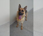 Small #2 German Shepherd Dog Mix