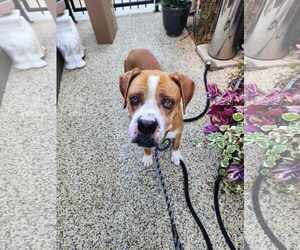 Boxer-Unknown Mix Dogs for adoption in Costa Mesa , CA, USA