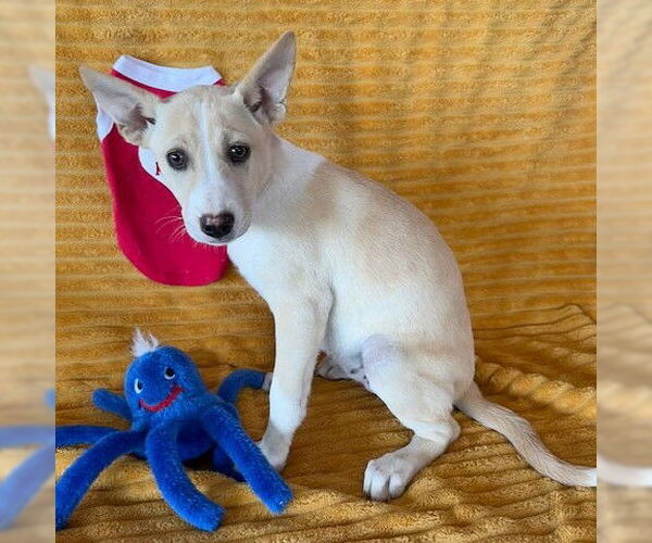 Medium Photo #1 Labrador Retriever-Unknown Mix Puppy For Sale in Genesee, WI, USA