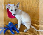 Small Labrador Retriever Mix