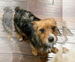 Small #8 Mutt