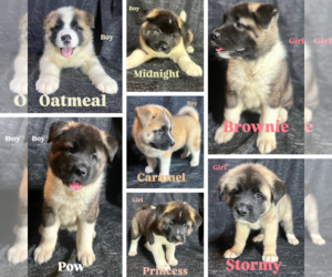 Akita Puppy for sale in POMPANO BEACH, FL, USA