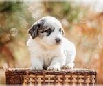 Small Photo #6 Pyredoodle Puppy For Sale in EVERGREEN, NC, USA