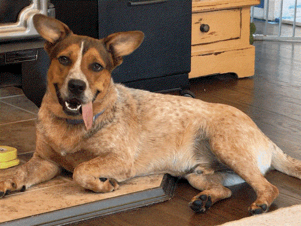 Medium Photo #6 Mutt Puppy For Sale in Rockaway, NJ, USA