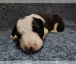 Small #40 Border Collie