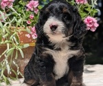 Small #2 Miniature Bernedoodle