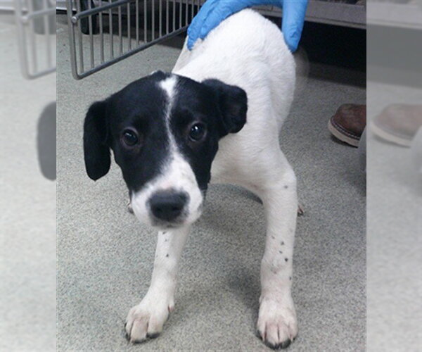 Medium Photo #1 Staffordshire Bull Terrier-Unknown Mix Puppy For Sale in Oklahoma City, OK, USA