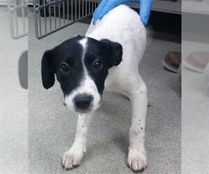 Staffordshire Bull Terrier-Unknown Mix Dogs for adoption in Oklahoma City, OK, USA