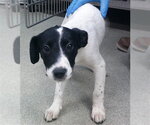 A480653 - Male Staffordshire Bull Terrier-Unknown Mix Dog for Adoption - Small photo
