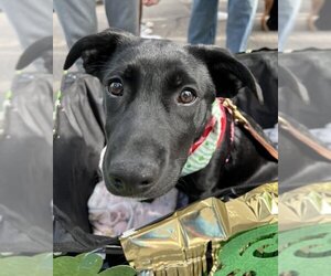 Shepradors Dogs for adoption in Raleigh, NC, USA