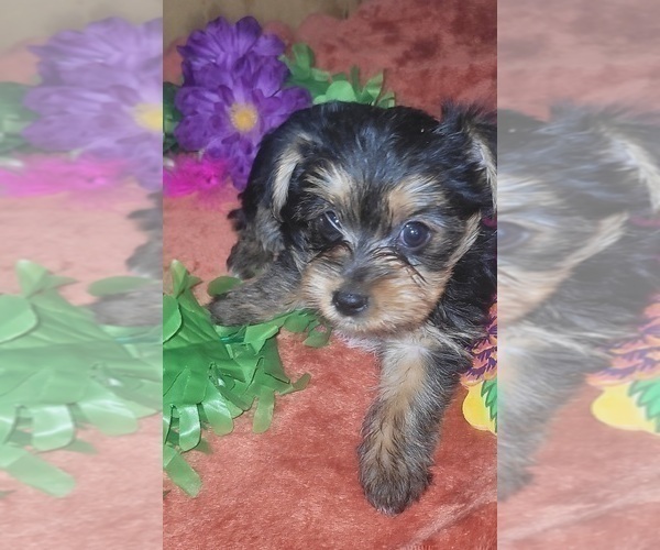 Medium Photo #96 Yorkshire Terrier Puppy For Sale in AKRON, OH, USA