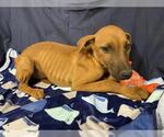 Small Doberman Pinscher Mix