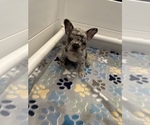 Puppy Puppy 3 French Bulldog