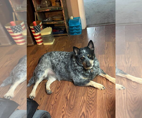 Medium Photo #1 Mutt Puppy For Sale in Salt Lake City, UT, USA