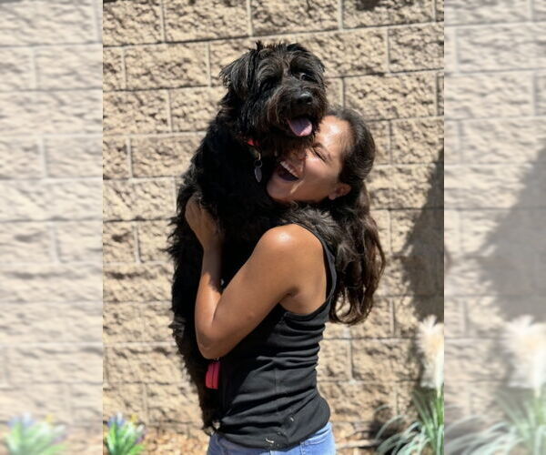 Medium Photo #16 Mutt Puppy For Sale in San Diego, CA, USA