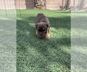 Bulldog Puppy for sale in LAS VEGAS, NV, USA