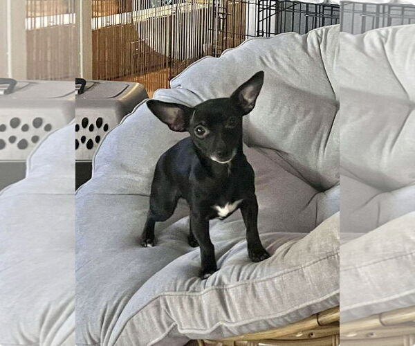 Medium Photo #4 Chihuahua-Unknown Mix Puppy For Sale in Grafton, WI, USA