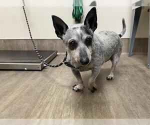 Medium Chihuahua Mix