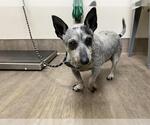Small Chihuahua Mix