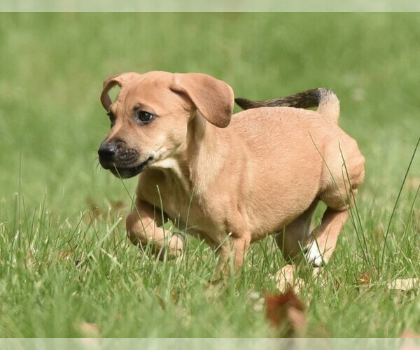 Medium Photo #3 Australian Shepherd-Beagle Mix Puppy For Sale in Mechanicsburg, PA, USA