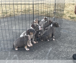 American Bully Puppy for Sale in SEATTLE, Washington USA