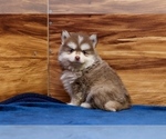 Small #6 Pomsky