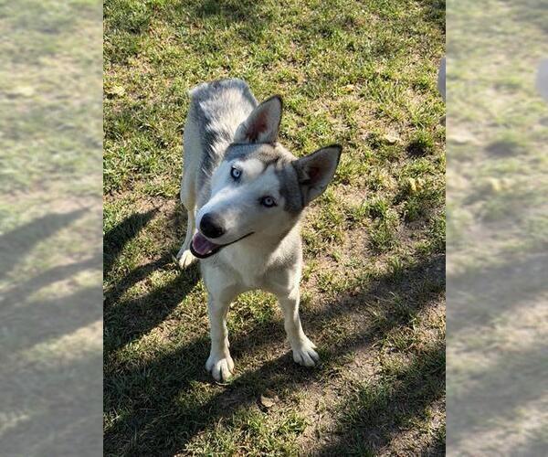 Medium Photo #1 Siberian Husky-Unknown Mix Puppy For Sale in Riverside, CA, USA