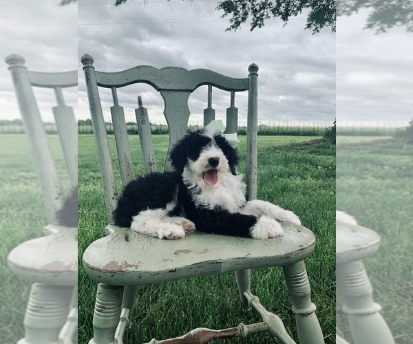 Medium Photo #9 Sheepadoodle Puppy For Sale in DADEVILLE, MO, USA