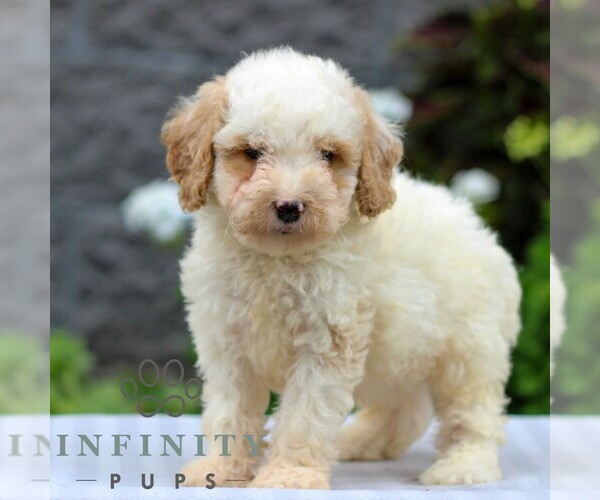 Medium Photo #4 Poodle (Miniature) Puppy For Sale in LEOLA, PA, USA