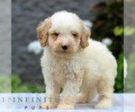 Small #3 Poodle (Miniature)