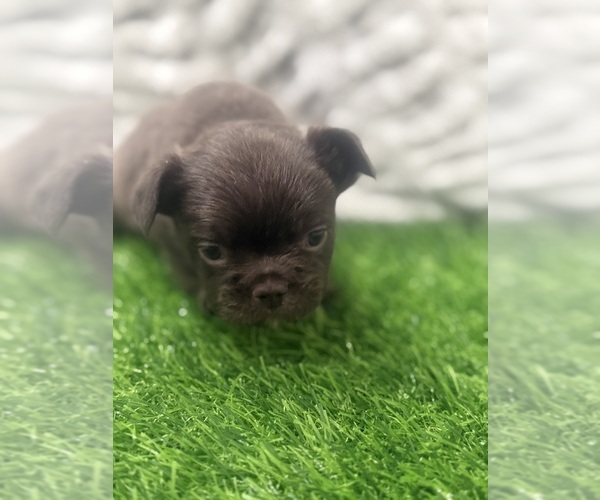 Medium Photo #3 French Bulldog Puppy For Sale in PORTSMOUTH, VA, USA