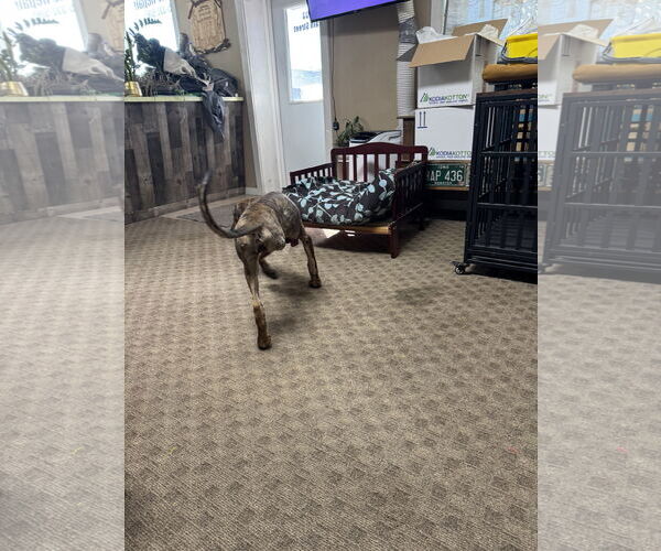 Medium Photo #4 Doberman Pinscher-Unknown Mix Puppy For Sale in Buffalo, MN, USA