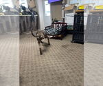 Small #3 Doberman Pinscher Mix