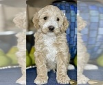 Small Photo #11 Australian Labradoodle Puppy For Sale in WASHINGTON, NC, USA