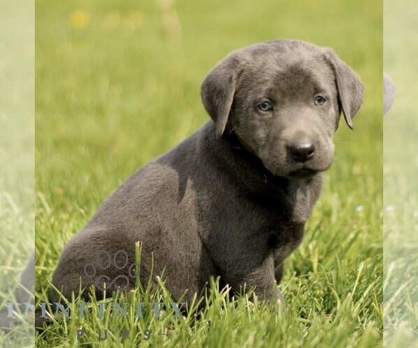 Medium Photo #5 Labrador Retriever Puppy For Sale in COATESVILLE, PA, USA
