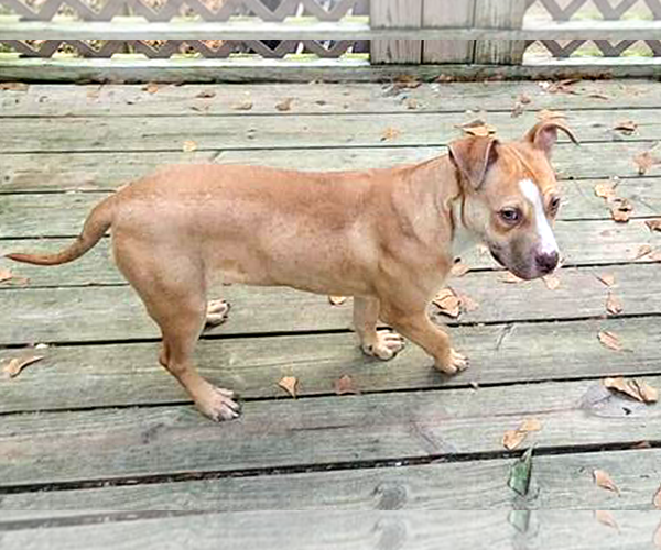 Medium Photo #12 Mutt Puppy For Sale in Murfreesboro, NC, USA