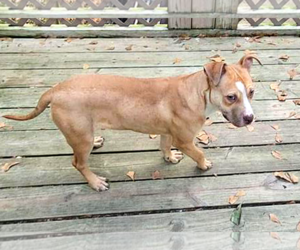 Marley - Male Mutt Dog for Adoption - Photo #12
