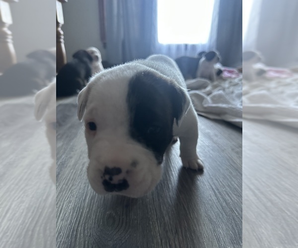 Medium Photo #7 America Bandogge Mastiff-Cane Corso Mix Puppy For Sale in WICHITA, KS, USA