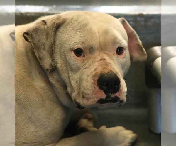 Medium Photo #1 American Staffordshire Terrier-Unknown Mix Puppy For Sale in San Antonio, TX, USA